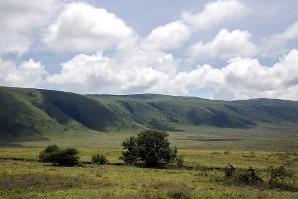 Ngorongoro Crater Conservation Area — Stock Photo, Image