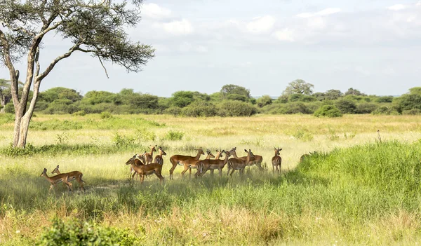 群的黑面黑斑羚羚羊 （揭示阿) — 图库照片