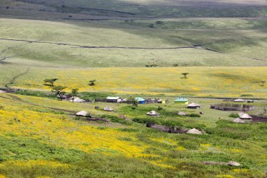 Çiçekli vadi Ngorongoro krateri koruma alanı