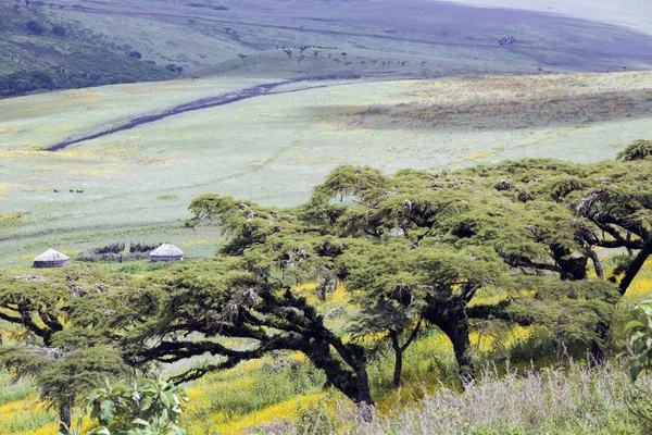 Virágos völgyben Ngorongoro kráter — Stock Fotó