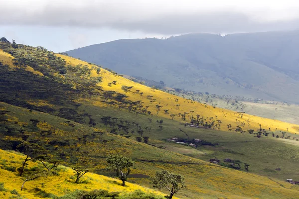 Vale florido Cratera de Ngorongoro — Fotografia de Stock