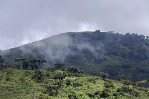 Wooded hills in the background of a stormy sky — Stock Photo, Image