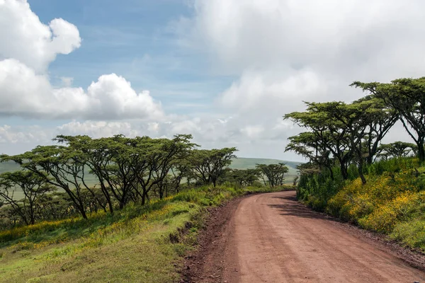 Estrada pelas colinas arborizadas na cratera de Ngorongoro — Fotografia de Stock