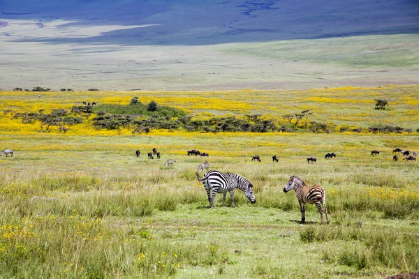 Zebra grazing in the flowering savannah — Stock Photo, Image