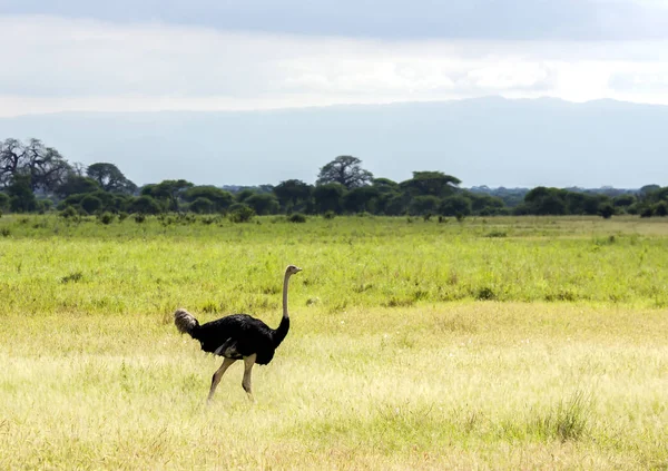 A nagy férfi strucc séta a Ngorongoro-kráter — Stock Fotó