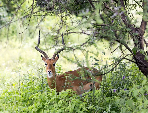 En manlig svart-faced impala antiloper (Aepyceros melampus) — Stockfoto