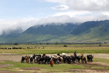 Masai Mara otlatma Ngorongoro krateri inek sürüsü