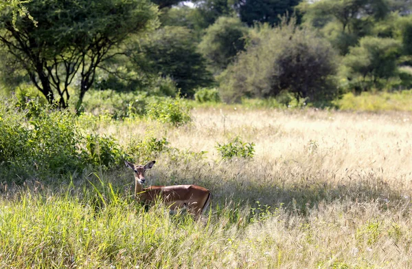 Antilopy černý-stál před impala (Aepyceros melampus) — Stock fotografie