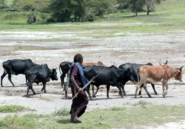 Maasai Mara pastando rebaño de vacas en el cráter de Ngorongoro — Foto de Stock