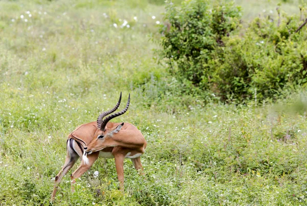 Antylopy mężczyzna impala czarnolicy (Aepyceros melampus) — Zdjęcie stockowe