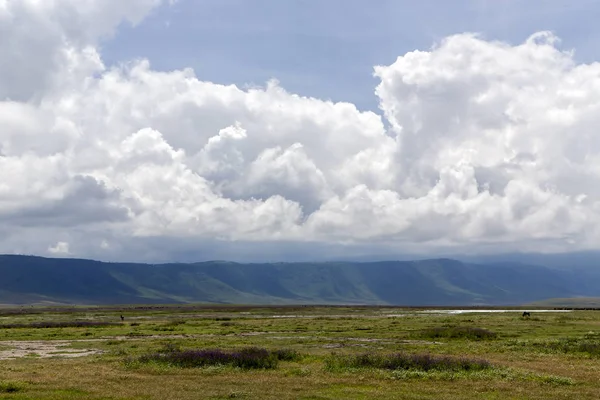 Obszar ochrony krater Ngorongoro — Zdjęcie stockowe