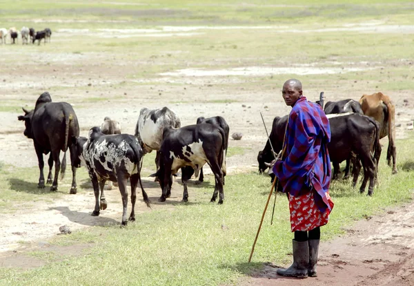 Masai Mara wypasu stada krów w krater Ngorongoro — Zdjęcie stockowe