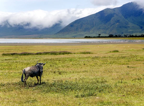 Gnus selvagens na Área de Conservação da Cratera de Ngorongoro — Fotografia de Stock