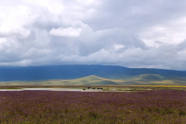 Kwitnienia Dolina obszar ochrony krater Ngorongoro — Zdjęcie stockowe