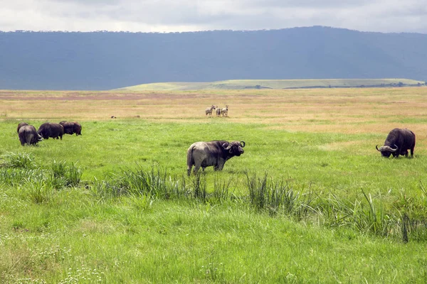 非洲水牛在火山口 — 图库照片