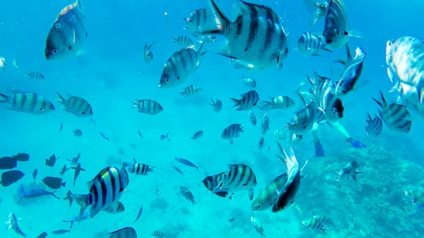 Arrecife de mar rojo peces tropicales bajo el agua — Foto de Stock