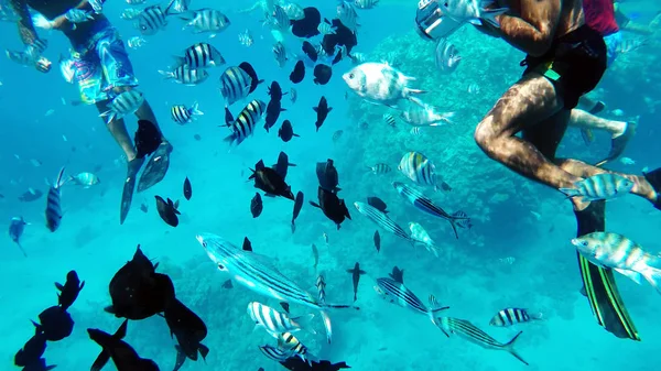 Buceo en el Mar Rojo cerca de los arrecifes de coral — Foto de Stock