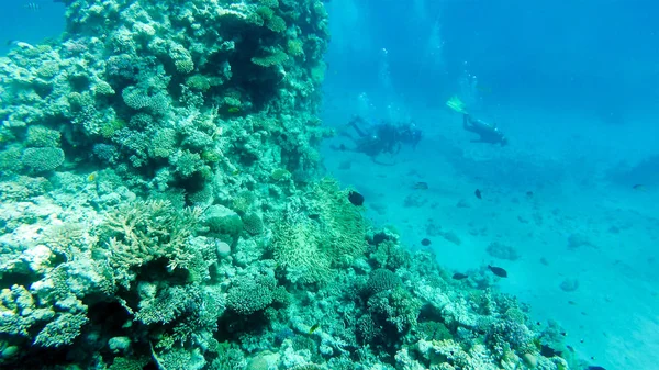 Buceadores en el fondo del Mar Rojo — Foto de Stock