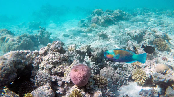 Pez loro entre los corales en el Mar Rojo, Egipto — Foto de Stock