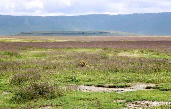 Молодой лев лежит на траве в саванне — стоковое фото
