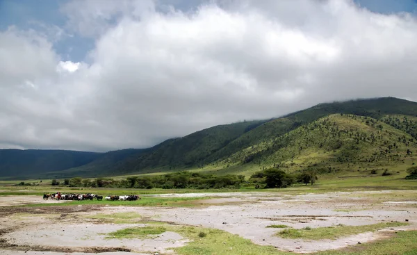 Masai Mara wypasu stada krów w krater Ngorongoro — Zdjęcie stockowe