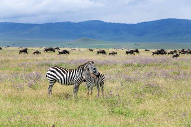 Mom zebra and her foal graze on lush meadows clipart