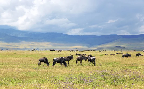 Hjordar av zebra och blue wildebeest bete i savannen — Stockfoto