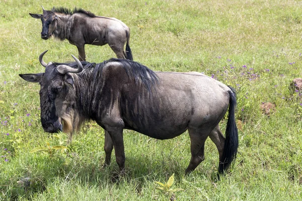 Mamma blue wildebeest och hennes föl betar på grönskande ängar — Stockfoto