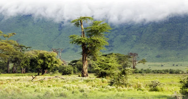 Первобытная красота природы находится в долине кратера Нгоронгоро — стоковое фото