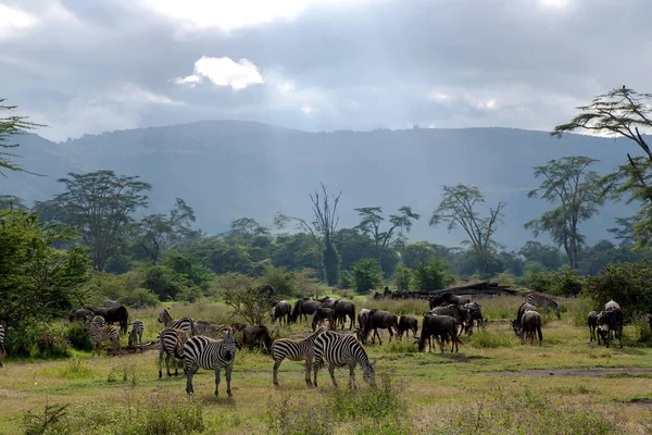 Branchi di zebre e gnu azzurri al pascolo nella savana — Foto Stock