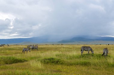 Zebra ve savannah otlatma mavi antilop sürüleri