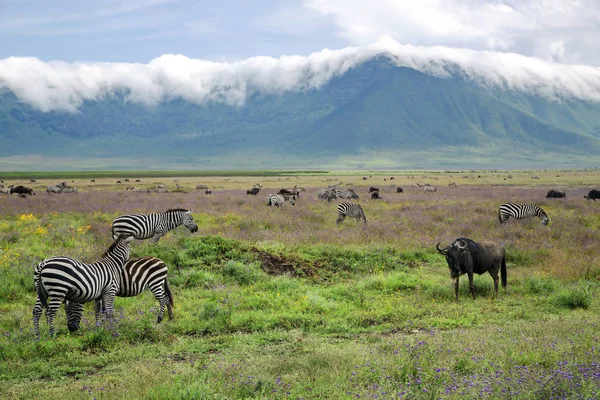 Ngorongoro krateri zebralar ve mavi öküz sürüleri otlatmak — Stok fotoğraf