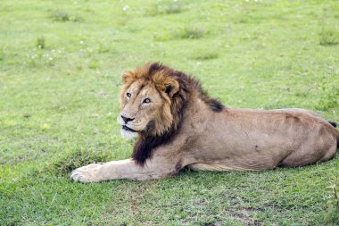 Büyük erkek Afrika aslanı Panthera leo Ngorongoro krateri içinde