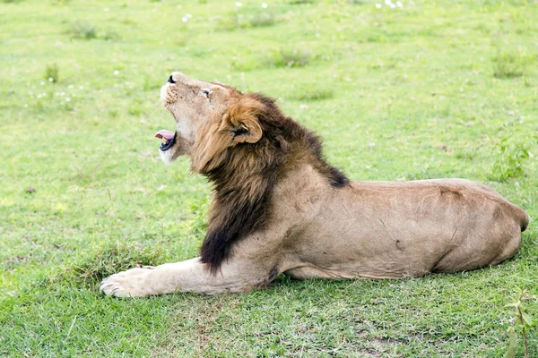 Gran león africano macho Panthera leo en el cráter de Ngorongoro —  Fotos de Stock