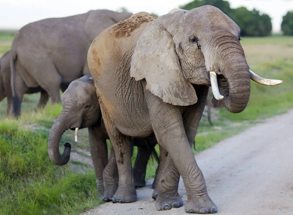 Herd of elephants crossing the road — Stock Photo, Image