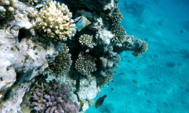 Kızıl Deniz resif tropikal balıklar su altında