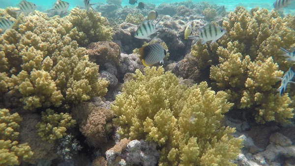 Arrecife de mar rojo peces tropicales bajo el agua — Foto de Stock