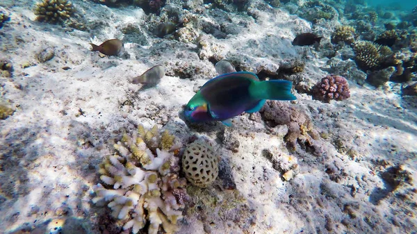Parrotfish among the corals in the Red Sea — Stock Photo, Image