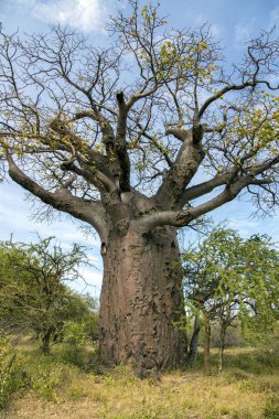 Afrika Baobap Ağacı