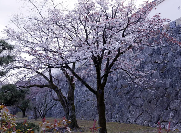 Kwitnąca wiśnia drzew ozdobnych ogród — Zdjęcie stockowe
