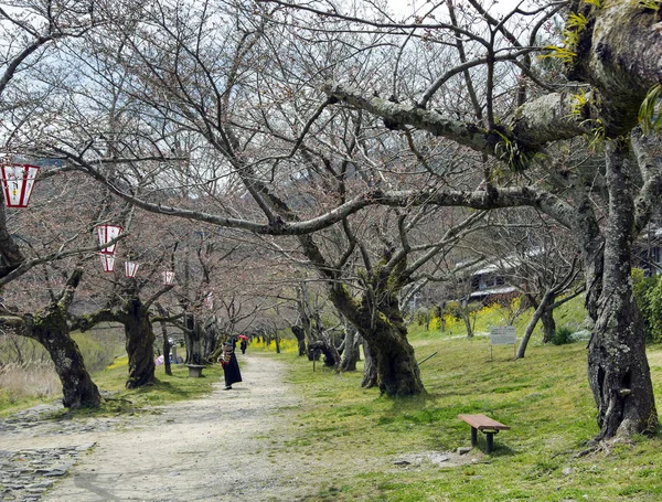 Giardino ornamentale con vecchi alberi di sakura durante il periodo della fioritura — Foto Stock