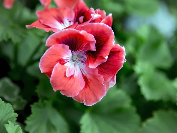 Burgundy pelargonium grandiflorum — Stock Photo, Image