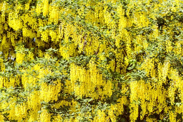 Un árbol con una exuberante acacia amarilla floreciente —  Fotos de Stock
