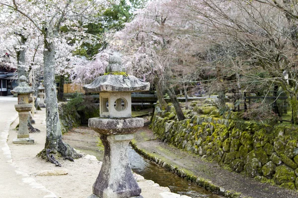 Albero ciliegio fiorente in Sacrario di Itsukushima — Foto Stock