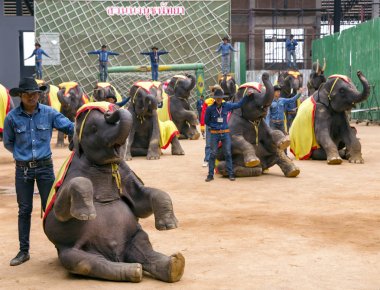 Nong Nooch Bahçe Tiyatrosu arenada filler oturan