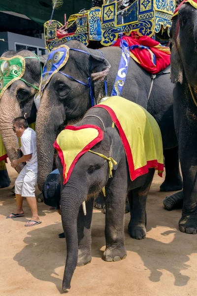 Elefantes na arena de teatro em Nong Nooch jardim — Fotografia de Stock