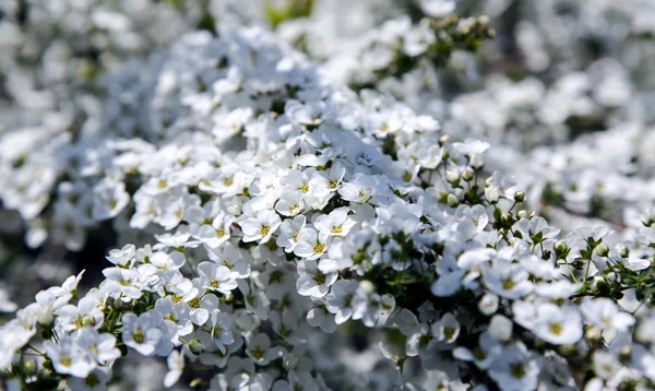 A branch of blossom hawthorn. — Stock Photo, Image