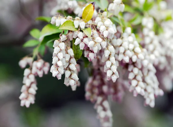 Mjölon blommande blommor — Stockfoto