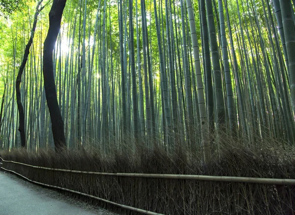 Bosque de bambú de Japón en Arashiyama — Foto de Stock