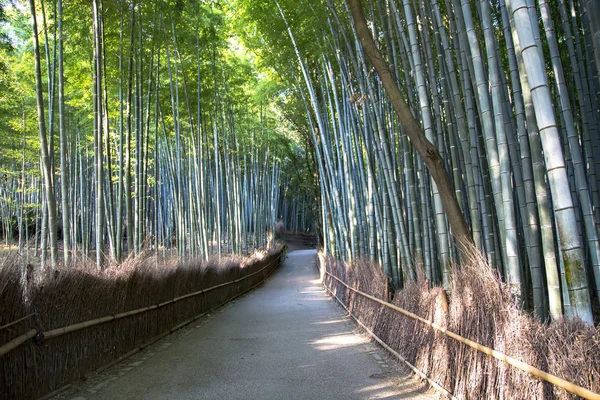 Giappone foresta di bambù in Arashiyama — Foto Stock